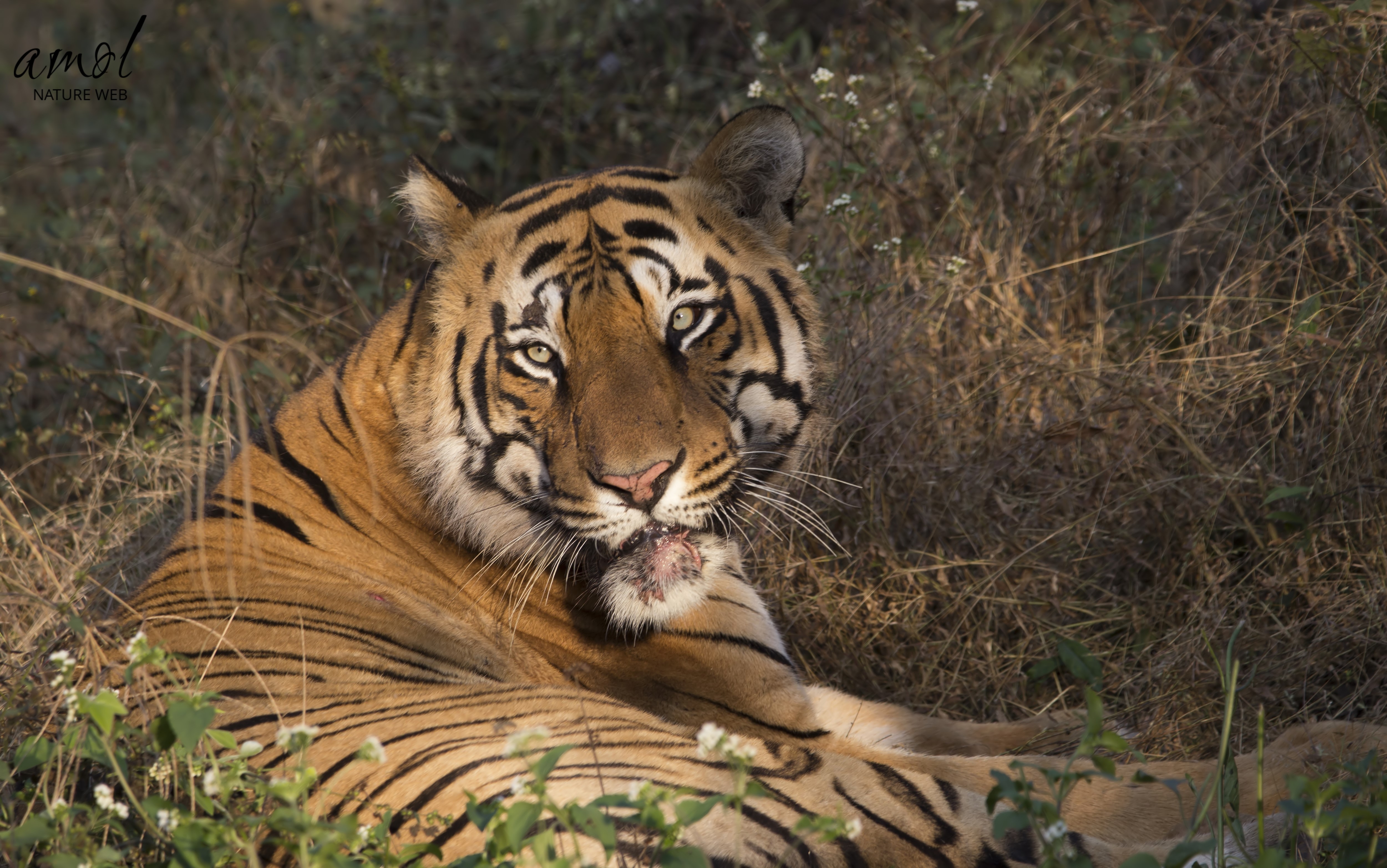 Bengal Tiger